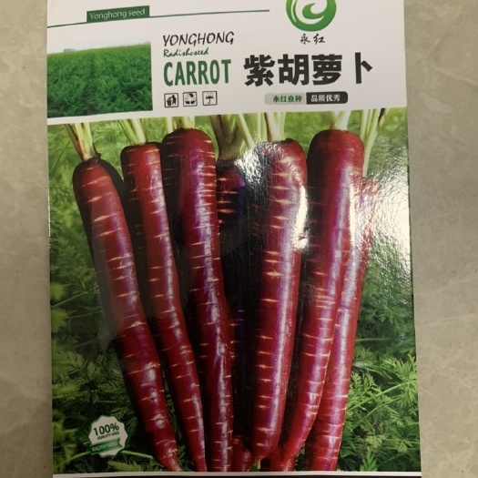 紫色胡萝卜种子耐热超甜高产特大四季盆栽紫心胡萝卜蔬菜种子