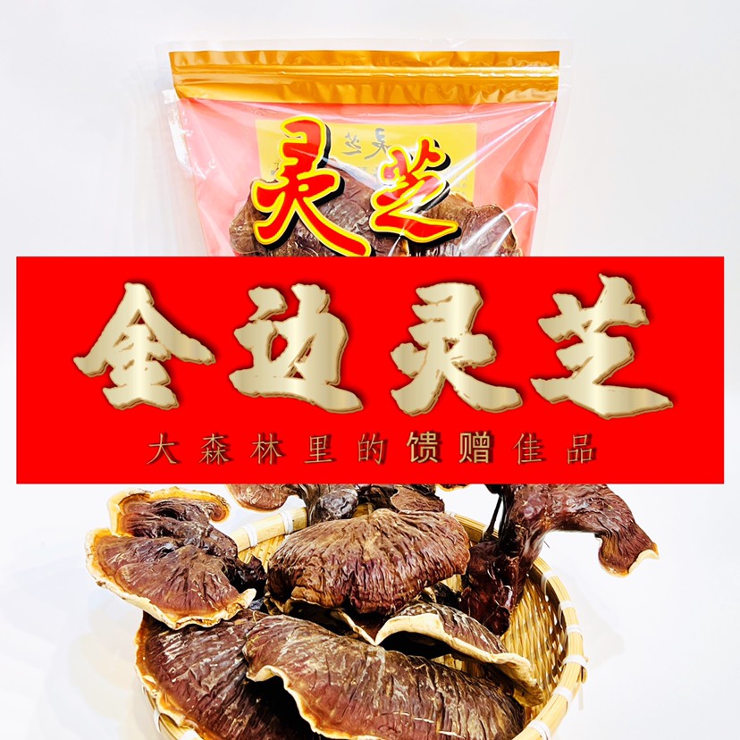 【大号灵芝】树下金边灵芝长白山大号灵芝树下灵芝