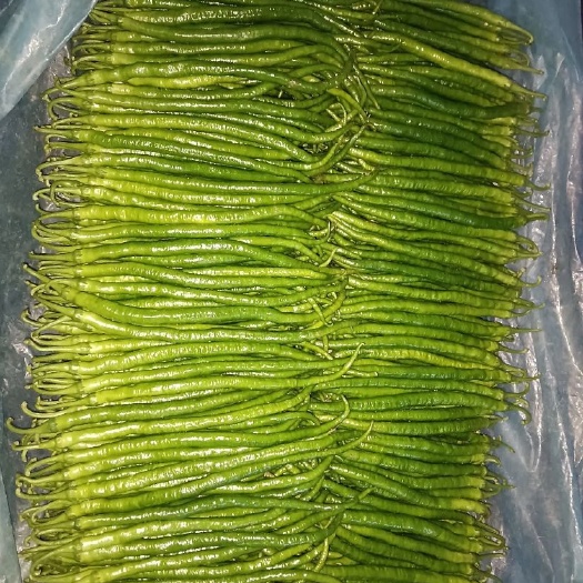 寿光市精品线椒，质量保证，产地直发，价格不高