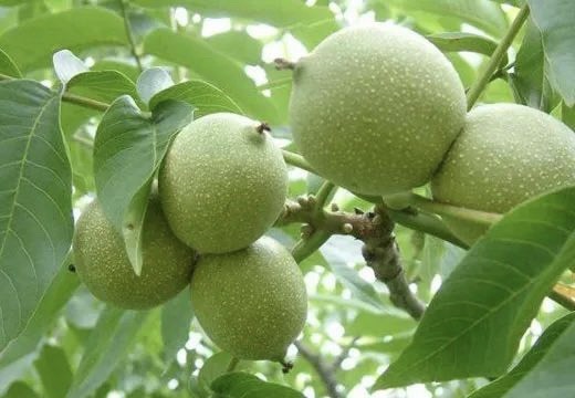 汾阳市自家农户生产 量大多销 皮薄肉嫩 礼品青皮核桃礼品