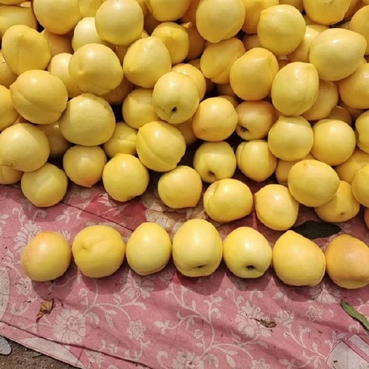 蒙阴县沂蒙山黄桃