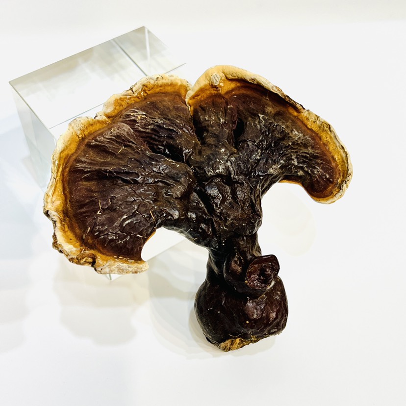 【大号灵芝】树下金边灵芝长白山大号灵芝树下灵芝