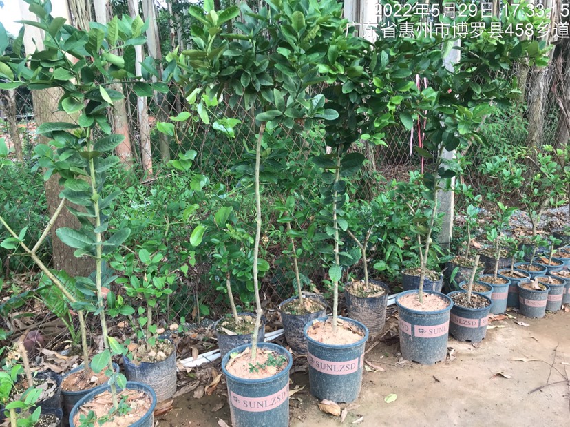 广东四季香水柠檬苗