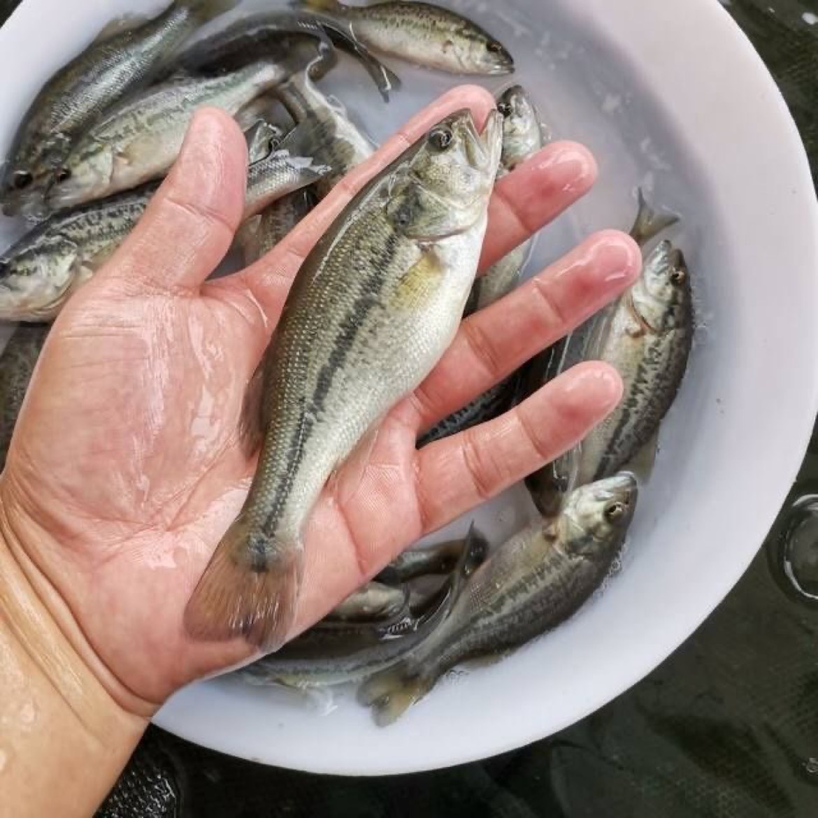 鲈鱼苗加州鲈淡水鲈鱼鱼苗大口黑鲈