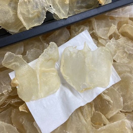 广州蝶肚蝴蝶胶35-38头 足干货