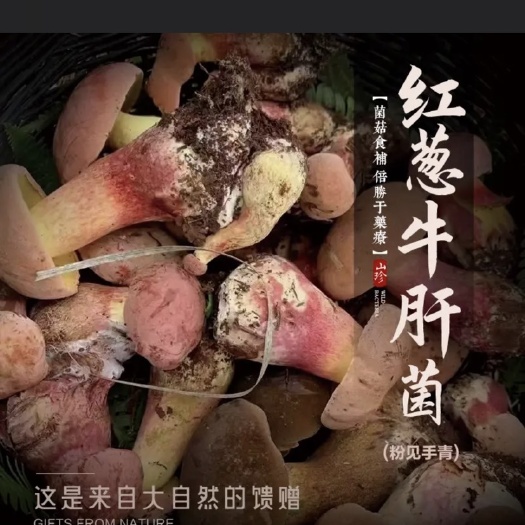 昆明红葱 牛肝菌