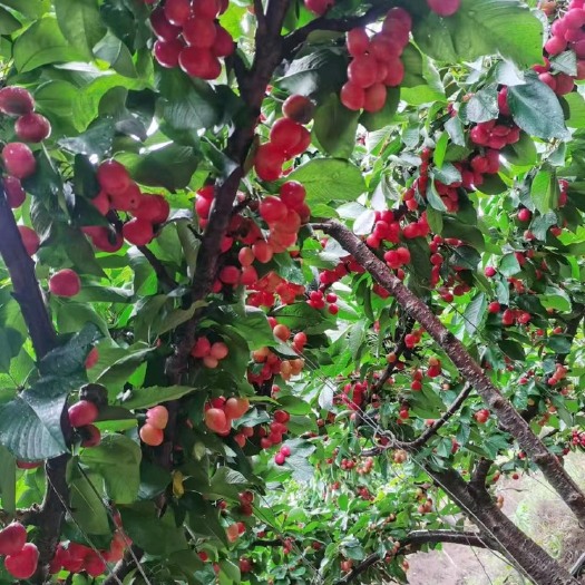 大连樱桃树
