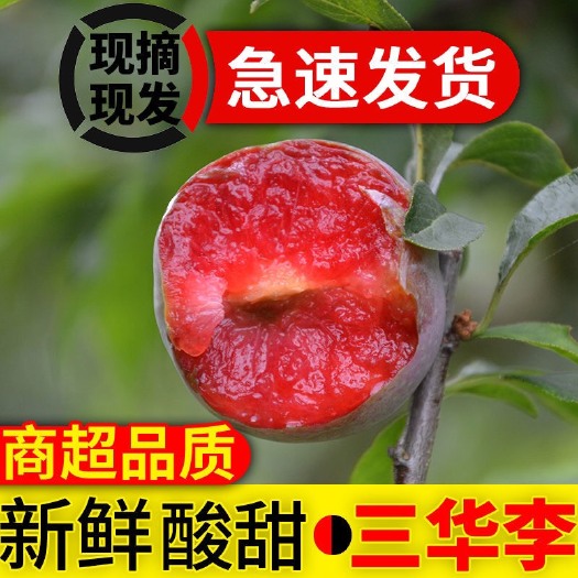 汝城县【现货速发】三华李子红肉心酸爽脆甜李子应当季新鲜孕妇水果包邮