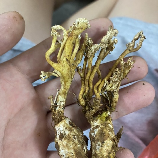 河源今年的新鲜蝉花