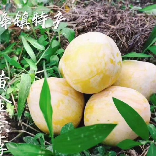 乐昌市粤北黄金奈李