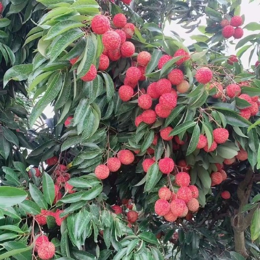 广州正宗增城桂味荔枝