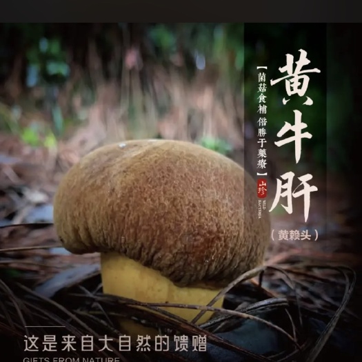 昆明黄牛肝菌