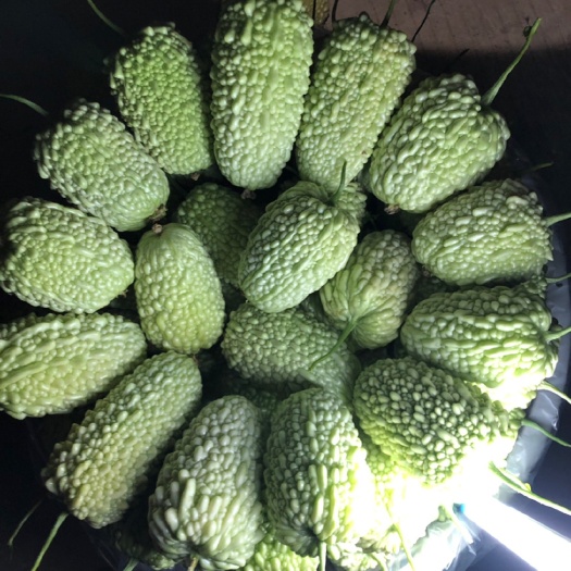 汕头新苗苦瓜