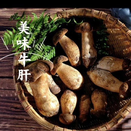 昆明美味牛肝菌