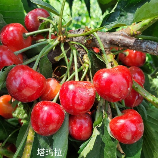 泰安组培吉塞拉六号砧木