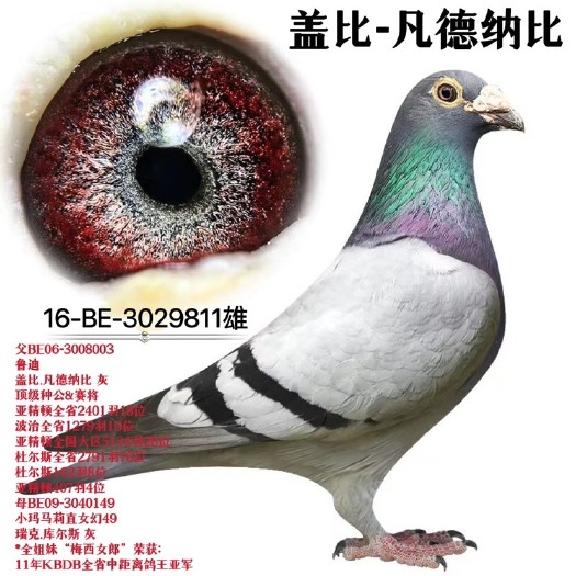 北京信鸽 成绩鸽子 种鸽 比利时信鸽 赛鸽