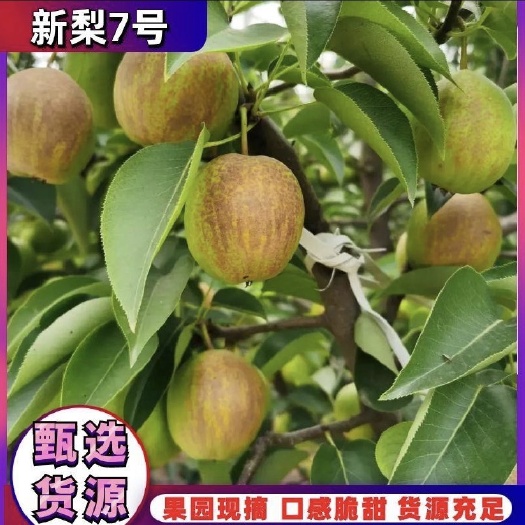 赵县新梨七号 大量上市中价格优惠 质量有保证 需要的速与我联系