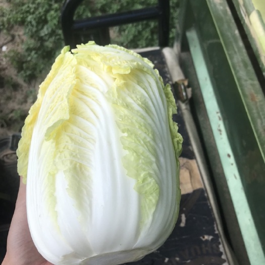 精品大娃娃菜