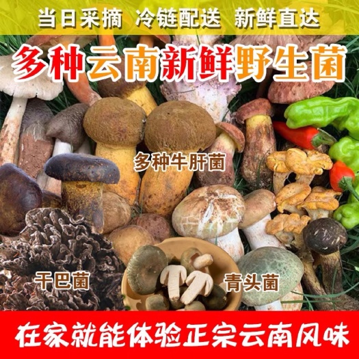 昆明云南新鲜野生菌红葱牛肝干巴菌见手青白葱黄黑牛肝菌青头菌蘑菇