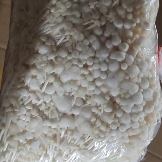聊城金针菇