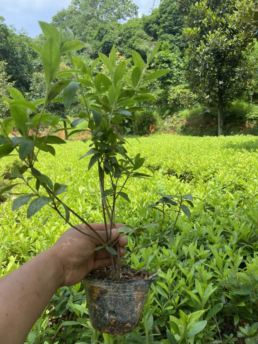 杜鹃大杯，成活率高不散杯，