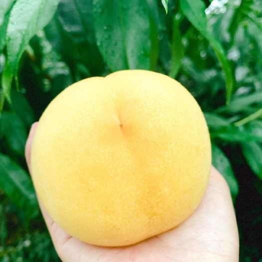 洪雅县黄桃 黄金桃 精品黄桃