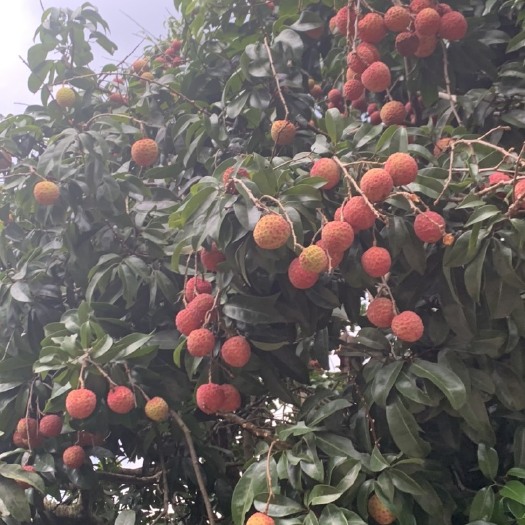 北流市荔枝禾荔