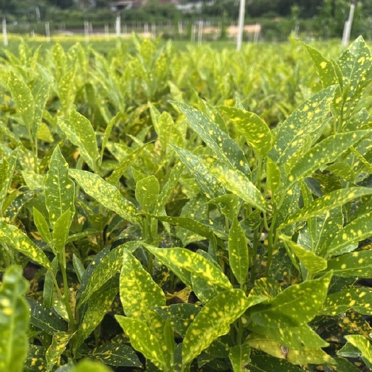 东莞市海南撒金蓉0.7/颗价格实惠欢迎咨询。