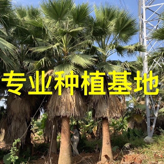 漳州福建老人葵批发 2-10米杆华盛顿棕榈价格 华棕基地直销
