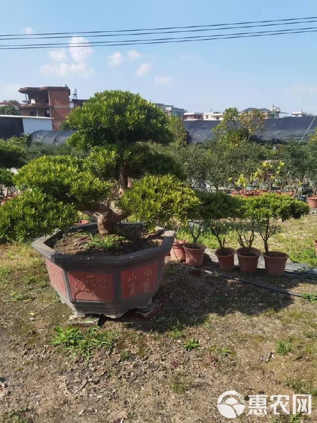 福建造型罗汉松批发 临水式罗汉松基地 罗汉松大树别墅庭院