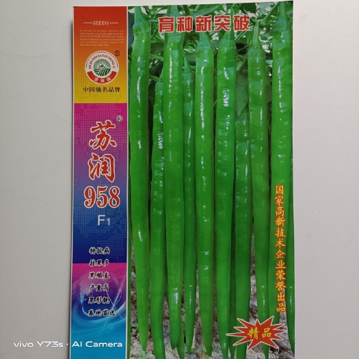 沭阳县苏润958线椒种子杂交一代青皮软皮口感中辣