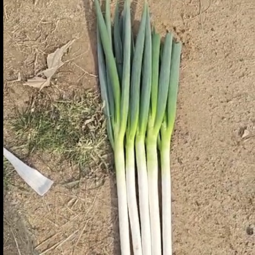 秦皇岛大葱
