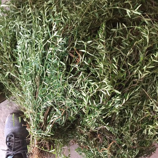 蛇舌草