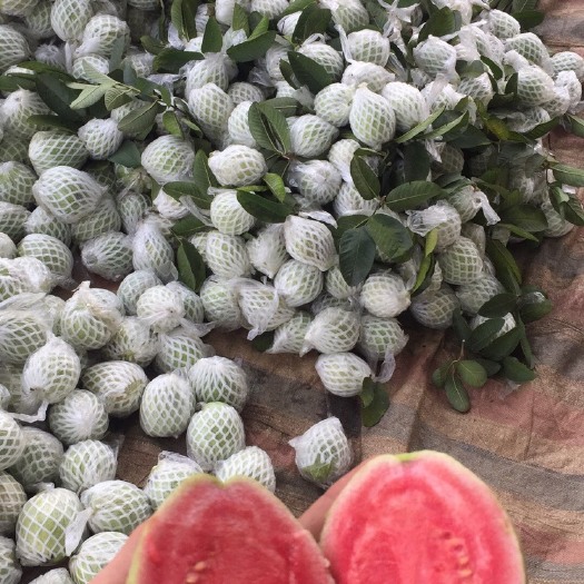 琼海市珍珠番石榴 红心芭乐