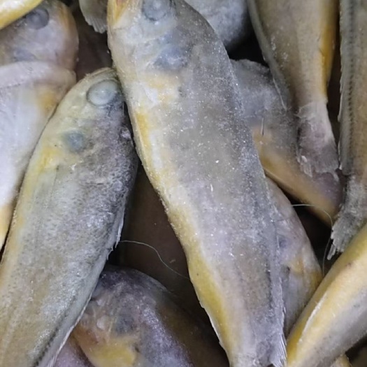 重庆市黄花鱼，小黄鱼，各种规格齐全，自助餐，烧烤都可用