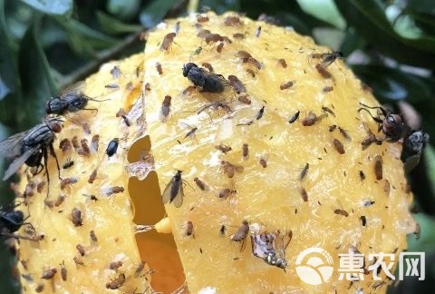 粘果蝇球诱蝇球瓜果蔬菜大棚粘大小食蝇去小飞虫球灭杀诱捕球