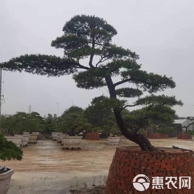 福建造型罗汉松批发 临水式罗汉松基地 罗汉松大树别墅庭院