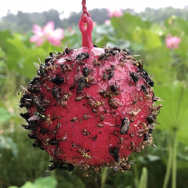 粘果蝇球诱蝇球瓜果蔬菜大棚粘大小食蝇去小飞虫球灭杀诱捕球