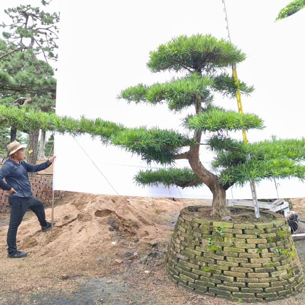 福建造型罗汉松批发 临水式罗汉松基地 罗汉松大树别墅庭院