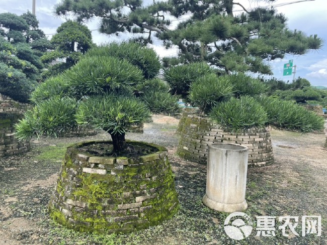 福建造型罗汉松批发 临水式罗汉松基地 罗汉松大树别墅庭院