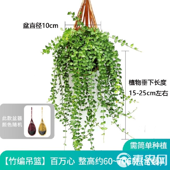 佛珠情人泪多肉植物吊兰爱之蔓长藤垂吊耐旱耐养挂壁吊篮四季常绿