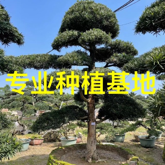 漳州福建造型罗汉松批发 临水式罗汉松基地 日本罗汉松大树别墅庭院