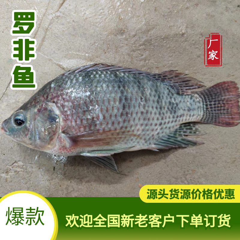罗非鱼 冰鲜 三去 适用于烧烤 快餐店 饭堂等  量大从优