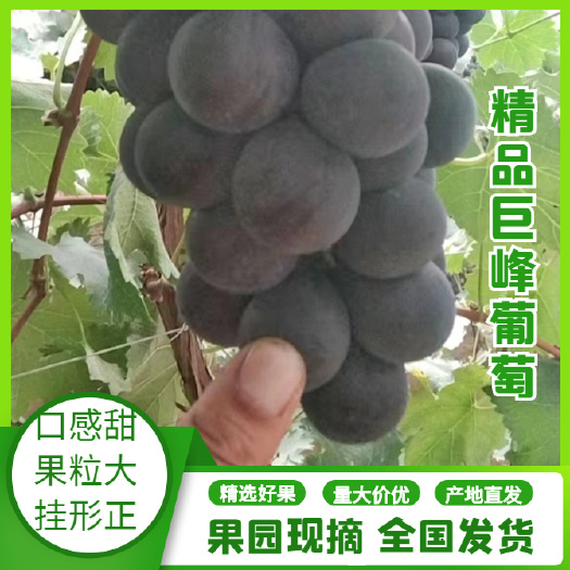 盖州市代购辽南巨峰葡萄，粒大，口感甜，色黑，果粒硬，