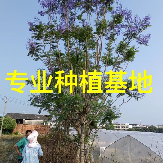 福建蓝花楹批发 云南蓝花楹 四川蓝花楹价格 重庆蓝花楹价格