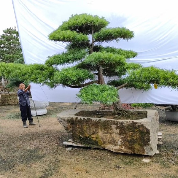 福建造型罗汉松批发 临水式罗汉松基地 罗汉松大树别墅庭院