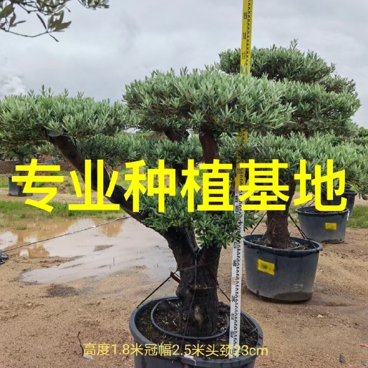 漳州欧洲橄榄树批发 别墅庭院西班牙橄榄树 橄榄树价格 橄榄树
