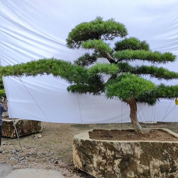 福建造型罗汉松批发 临水式罗汉松基地 罗汉松大树别墅庭院