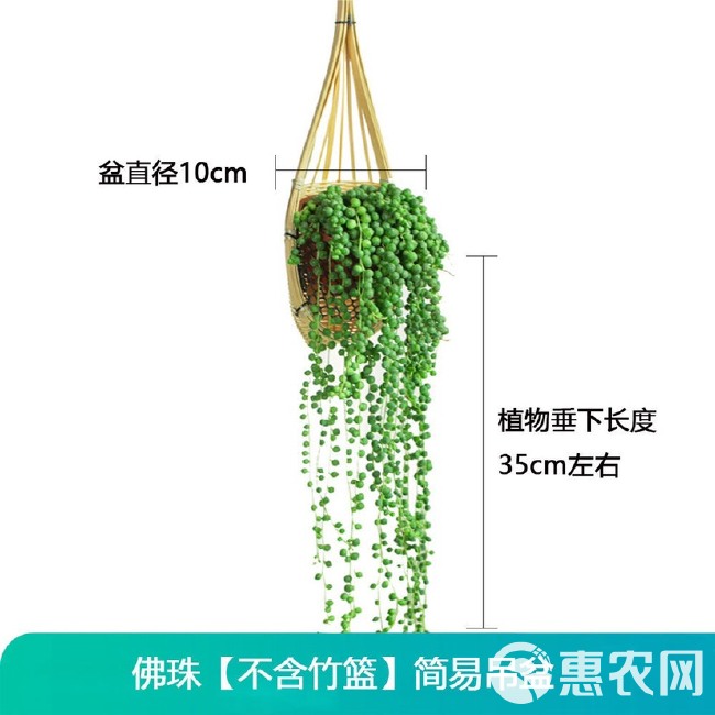 佛珠情人泪多肉植物吊兰爱之蔓长藤垂吊耐旱耐养挂壁吊篮四季常绿