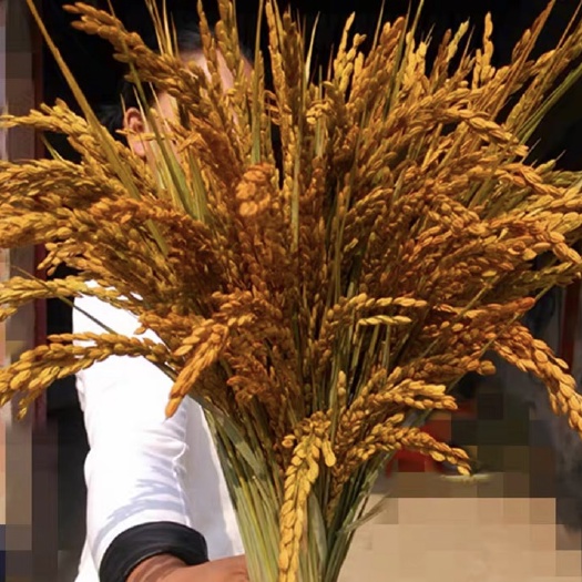诸暨市稻谷  虾稻共生 澳龙，沼虾 提供技术